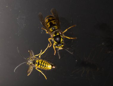 Vespula germanica, Avrupa eşekarısı, Alman eşekarısı veya Alman sarı ceketi. Çiftleşme anında erkek ve dişi..
