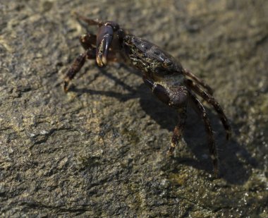 Pachygrapsus marmoratus bazen mermer kaya yengeci veya mermer yengeç olarak da adlandırılan bir yengeç türüdür. Karadeniz. Taşlarda yengeç. Hayvanın çiftleşme davranışı, köpüğün serbest bırakılması..