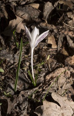 Crocus biflorus, (gümüş; viski). Bahar çiçekleri.