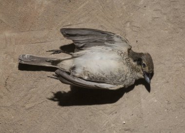 Kırmızı sırtlı örümcekkuşu (Lanius collurio) etobur bir kuş ve örümcekgiller familyasının bir üyesidir. Yavru kuş, dişi. Ölü kuş. Yol savaşları, bir Shrike 'ın ölümü. Arabadan ölüm.
