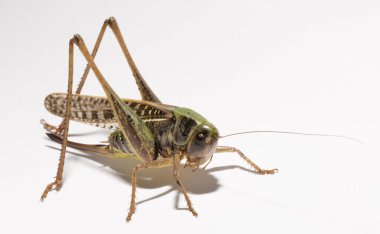 Wart-biter (Decticus verrucivorus), Tettigonidae familyasından bir çalı cırcırböceği türü. Çekirge yakın plan. Beyaz arka planda dişi bir böcek..