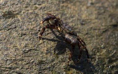 Pachygrapsus marmoratus bazen mermer kaya yengeci veya mermer yengeç olarak da adlandırılan bir yengeç türüdür. Karadeniz. Taşlarda yengeç. Hayvanın çiftleşme davranışı, köpüğün serbest bırakılması..