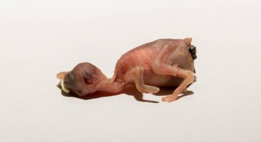 Yuvadan düşmüş bir ev serçesi yavrusu. Kuşlardaki üreme sürecinin trajedisi. Beyaz arka planda ölen bir hayvan..