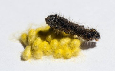 Apanteles glomeratus, Pieris brassicae. Böceklerin kendi aralarında parazitlenmesi. Koinobiont parazit arıları.