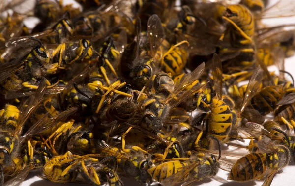 Vespula germanica, Avrupa eşekarısı, Alman eşekarısı veya Alman sarı ceketi. Bir grup ölü böcek..