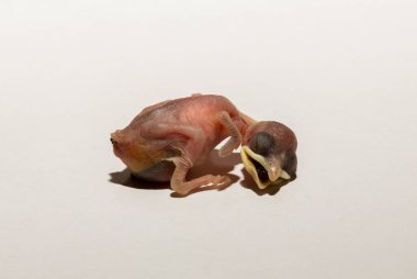 Yuvadan düşmüş bir ev serçesi yavrusu. Kuşlardaki üreme sürecinin trajedisi. Beyaz arka planda ölen bir hayvan..