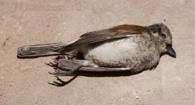 Kırmızı sırtlı örümcekkuşu (Lanius collurio) etobur bir kuş ve örümcekgiller familyasının bir üyesidir. Yavru kuş, dişi. Ölü kuş. Yol savaşları, bir Shrike 'ın ölümü. Arabadan ölüm.