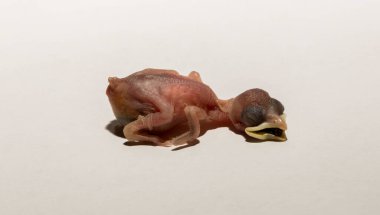 Yuvadan düşmüş bir ev serçesi yavrusu. Kuşlardaki üreme sürecinin trajedisi. Beyaz arka planda ölen bir hayvan..