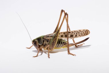 Wart-biter (Decticus verrucivorus), Tettigonidae familyasından bir çalı cırcırböceği türü. Çekirge yakın plan. Beyaz arka planda dişi bir böcek..