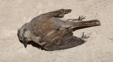Kırmızı sırtlı örümcekkuşu (Lanius collurio) etobur bir kuş ve örümcekgiller familyasının bir üyesidir. Yavru kuş, dişi. Ölü kuş. Yol savaşları, bir Shrike 'ın ölümü. Arabadan ölüm.