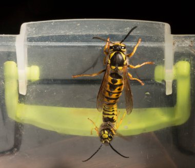 Vespula germanica, Avrupa eşekarısı, Alman eşekarısı veya Alman sarı ceketi. Çiftleşme anında erkek ve dişi..