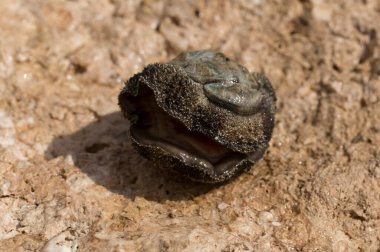 Acanthopleura haddoni, tropikal chiton türü. Kızıl Deniz 'in faunası. Bir kayanın üzerinde yumuşakçalar.