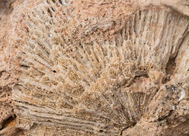 Kızıl Deniz 'in fosil mercanları. Taşa dönüşmüş antik yaratıklar. Resif mercanları.