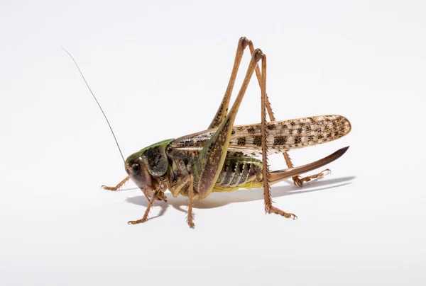 stock image Wart-biter (Decticus verrucivorus) is a bush-cricket in the family Tettigoniidae.  Grasshopper close-up. A female insect on a white background.