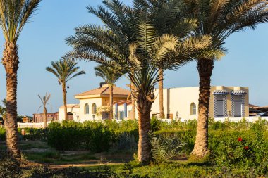 Afrika Mısır 'ın hurma ağaçları. Phoenix (bitki).