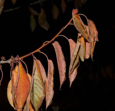 Siyah arka planda kiraz ağacının kırmızı yaprakları. Sonbaharda solmuş flora.