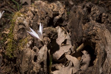 Crocus biflorus, (gümüş; viski). Bahar çiçekleri.