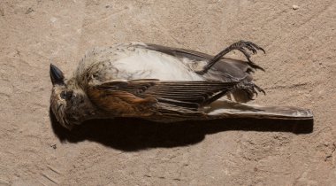 Kırmızı sırtlı örümcekkuşu (Lanius collurio) etobur bir kuş ve örümcekgiller familyasının bir üyesidir. Yavru kuş, dişi. Ölü kuş. Yol savaşları, bir Shrike 'ın ölümü. Arabadan ölüm.