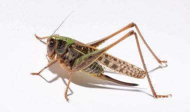 Wart-biter (Decticus verrucivorus), Tettigonidae familyasından bir çalı cırcırböceği türü. Çekirge yakın plan. Beyaz arka planda dişi bir böcek..