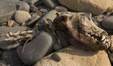 Bir hayvanın kalıntıları. Deniz kıyısındaki bir köpeğin kafatası. Hayvanların doğal afetlerden nesli tükeniyor. Çevre felaketi.