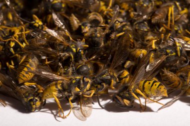 Vespula germanica, Avrupa eşekarısı, Alman eşekarısı veya Alman sarı ceketi. Bir grup ölü böcek..