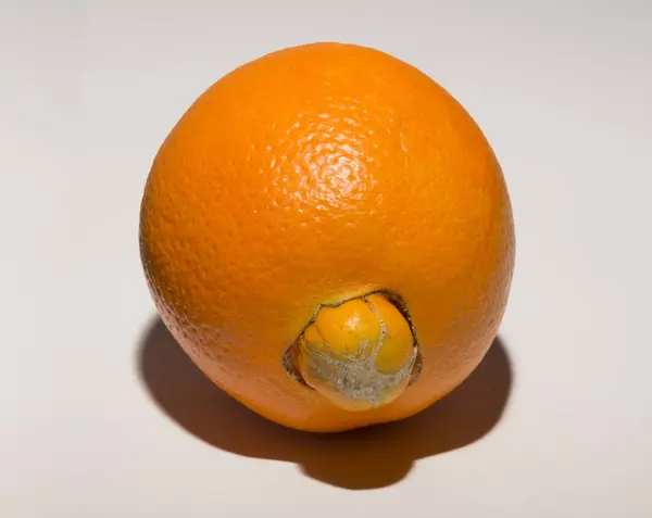 stock image A strange sweet oranges, gives birth to its offspring. Association of Medical Diseases.