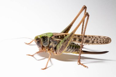 Wart-biter (Decticus verrucivorus), Tettigonidae familyasından bir çalı cırcırböceği türü. Çekirge yakın plan. Beyaz arka planda dişi bir böcek..