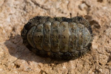 Acanthopleura haddoni, tropikal chiton türü. Kızıl Deniz 'in faunası. Bir kayanın üzerinde yumuşakçalar.