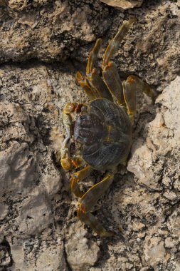 Grapsus albolineatus, Grapsidae familyasından bir kabuklu hayvan türüdür. Yengeç, kayalıklarda. Sina Yarımadası 'nın Hayvanı.