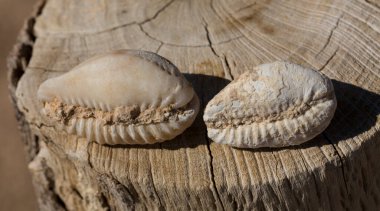 An extinct fossil shell of cypraea cowrie. Mauritia mauritiana, (humpback, chocolate, mourning, Mauritius cowry), a marine gastropod mollusc in the family Cypraeidae. clipart
