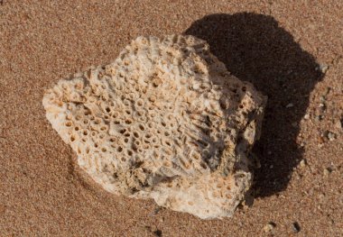 Kızıl Deniz 'in fosil mercanları. Taşa dönüşmüş antik yaratıklar. Resif mercanları.
