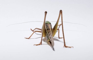 Wart-biter (Decticus verrucivorus), Tettigonidae familyasından bir çalı cırcırböceği türü. Çekirge yakın plan. Beyaz arka planda dişi bir böcek..