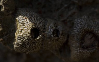 Tetraclita squamosa, bu midye. Balanus (Balanomorpha), Kabukgiller (Balanidae) familyasından bir midye cinsidir..