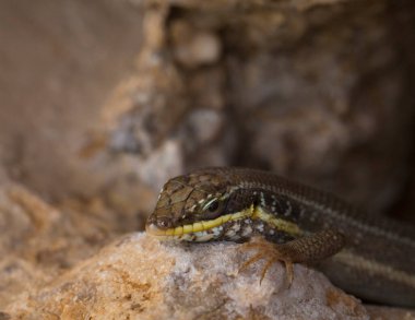 Trachylepis quinquetaeniata scharica - beş çizgili mabuya, gökkuşağı skink. Bir kadın. Sina Yarımadası 'nın Hayvanı.