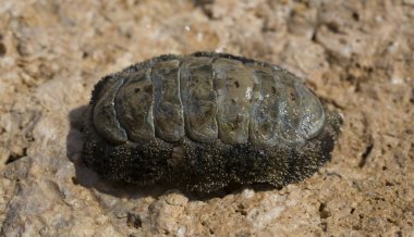 Acanthopleura haddoni, tropikal chiton türü. Kızıl Deniz 'in faunası. Bir kayanın üzerinde yumuşakçalar.
