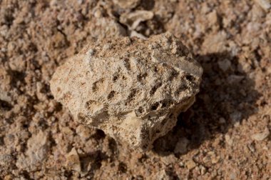 Kızıl Deniz 'in fosil mercanları. Taşa dönüşmüş antik yaratıklar. Resif mercanları.
