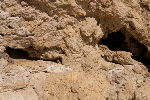 Kızıl Deniz 'in fosil mercanları. Taşa dönüşmüş antik yaratıklar. Resif mercanları.