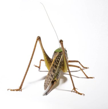 Wart-biter (Decticus verrucivorus), Tettigonidae familyasından bir çalı cırcırböceği türü. Çekirge yakın plan. Beyaz arka planda dişi bir böcek..