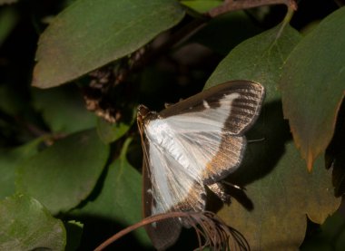 Cydalima perspektifi veya kutu ağacı güvesi Crambidae familyasından bir güve türüdür. Bu kelebek bir baş belası. Böcek çalıları yok eder..