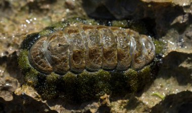 Acanthopleura haddoni, tropikal chiton türü. Kızıl Deniz 'in faunası. Bir kayanın üzerinde yumuşakçalar.