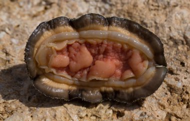 Acanthopleura haddoni, tropikal chiton türü. Kızıl Deniz 'in faunası. Bir kayanın üzerinde yumuşakçalar.