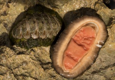 Acanthopleura haddoni, tropikal chiton türü. Kızıl Deniz 'in faunası. Bir kayanın üzerinde yumuşakçalar.