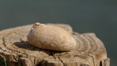 Cypraea Cowrie 'nin nesli tükenmiş fosil kabuğu. Mauritia Mauritiana (kambur balina, çikolata, yas, Mauritius kovboyculuk), Cypraeidae familyasından bir deniz gastropod yumuşakçasıdır..