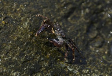 Pachygrapsus marmoratus bazen mermer kaya yengeci veya mermer yengeç olarak da adlandırılan bir yengeç türüdür. Karadeniz. Taşlarda yengeç. Hayvanın çiftleşme davranışı, köpüğün serbest bırakılması..