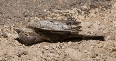Kırmızı sırtlı örümcekkuşu (Lanius collurio) etobur bir kuş ve örümcekgiller familyasının bir üyesidir. Yavru kuş, dişi. Ölü kuş. Yol savaşları, bir Shrike 'ın ölümü. Arabadan ölüm.