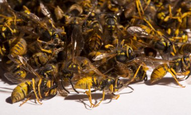 Vespula germanica, Avrupa eşekarısı, Alman eşekarısı veya Alman sarı ceketi. Bir grup ölü böcek..