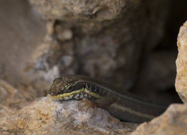 Trachylepis quinquetaeniata scharica - beş çizgili mabuya, gökkuşağı skink. Bir kadın. Sina Yarımadası 'nın Hayvanı.