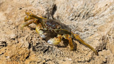 Grapsus albolineatus, Grapsidae familyasından bir kabuklu hayvan türüdür. Yengeç, kayalıklarda. Sina Yarımadası 'nın Hayvanı.
