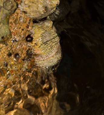 Tetraclita squamosa, bu midye. Balanus (Balanomorpha), Kabukgiller (Balanidae) familyasından bir midye cinsidir..