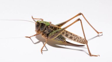 Wart-biter (Decticus verrucivorus), Tettigonidae familyasından bir çalı cırcırböceği türü. Çekirge yakın plan. Beyaz arka planda dişi bir böcek..